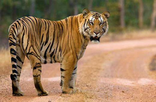 tiger 2